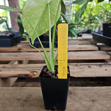 Load image into Gallery viewer, Monstera Deliciosa Mint Exact Plant Variegated Ships Nationwide
