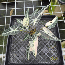 Load image into Gallery viewer, Alocasia Bambino Arrow Pink variegated exact plant, Fedex 2day*
