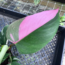 Load image into Gallery viewer, Philodendron White Princess, Exact Plant Variegated Hot Pink
