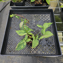 Load image into Gallery viewer, Syngonium Red Spot Tricolor, Exact Plant Variegated Ships Nationwide
