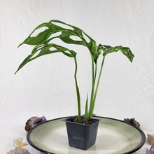 Load image into Gallery viewer, Monstera Adansonii Mint &quot;Indonesia&quot;, Exact Plant Variegated Ships Nationwide
