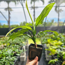 Load image into Gallery viewer, Aglaonema Ice Queen, Silver Queen, Exact Plant Variegated Ships Nationwide
