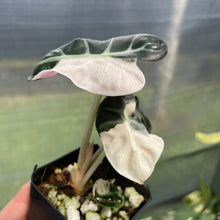 Load image into Gallery viewer, Alocasia Heart Balloon pink variegated exact plant, Fedex 2day*
