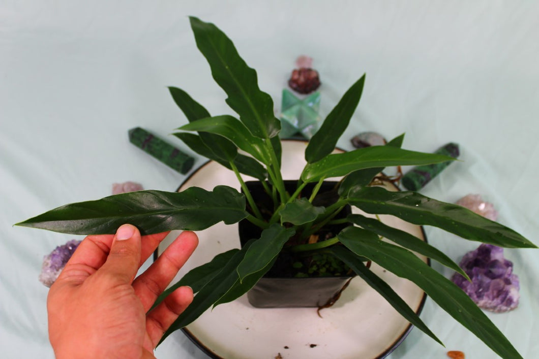 Philodendron Orchid Jungle Exact Plant