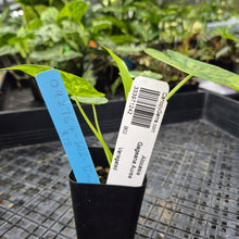 Load image into Gallery viewer, Alocasia Gageana Aurea, Exact Plant Variegated Ships Nationwide
