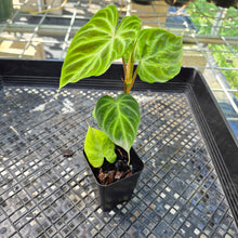 Load image into Gallery viewer, Philodendron Verrucosum, Exact Plant Ships Nationwide
