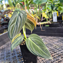 Load image into Gallery viewer, Philodendron Melanochrysum, Exact Plant Variegated Ships Nationwide
