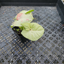 Load image into Gallery viewer, Syngonium Milk Confetti Variegated 2.5" pot, Fedex 2day*

