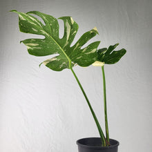 Load image into Gallery viewer, Monstera Thai Constellation, Exact Plant Variegated
