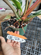 Load image into Gallery viewer, Philodendron Jungle Fever Mint, Exact Plant Variegated Ships Nationwide
