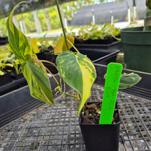 Load image into Gallery viewer, Philodendron Hederaceum Micans Aurea, Exact Plant Variegated Ships Nationwide
