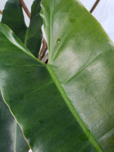 Load image into Gallery viewer, Billietiae medium, exact plant, Philodendron, ships nationwide
