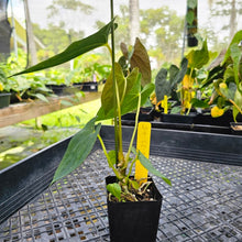 Load image into Gallery viewer, Anthurium Papillilaminum Fort Sherman X ( FS X Ralph Lynam), Exact Plant Ships Nationwide
