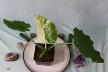 Load image into Gallery viewer, Variegated Alocasia Odora Okinawa Silver Exact Plant
