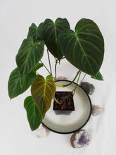 Load image into Gallery viewer, Philodendron Splendid, Exact Plant Ships Nationwide
