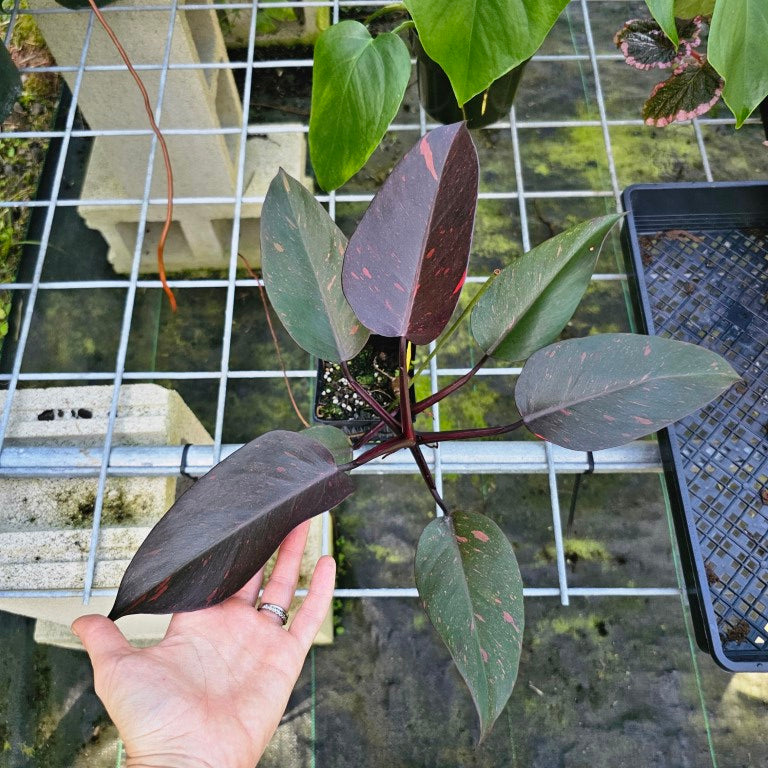 Philodendron Orange Princess, Exact Plant Variegated