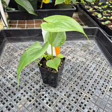 Load image into Gallery viewer, Anthurium Faustomirandae, Faustino&#39;S Giant, Exact Plant Ships Nationwide
