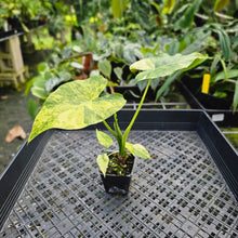 Load image into Gallery viewer, Alocasia Gageana Aurea, Exact Plant Variegated with babies
