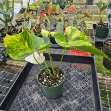 Load image into Gallery viewer, Anthurium Andraeanum White Heart, Exact Plant Variegated Ships Nationwide
