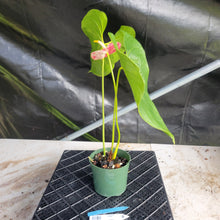 Load image into Gallery viewer, Anthurium Shibori, Exact Plant Variegated Ships Nationwide
