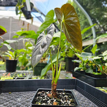 Load image into Gallery viewer, Anthurium Moodeanum, Exact Plant
