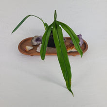 Load image into Gallery viewer, Philodendron Holtonianum, Exact Plant Ships Nationwide
