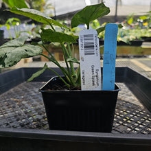Load image into Gallery viewer, Syngonium Green Splash, Exact Plant Variegated Ships Nationwide
