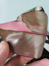 Load image into Gallery viewer, Pink Princess, exact plant, variegated Philodendron, ships nationwide
