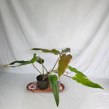 Load image into Gallery viewer, Philodendron Orange Marmalade, Exact Plant
