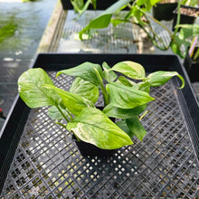 Load image into Gallery viewer, Monstera Lechleriana, Exact Plant Variegated Ships Nationwide
