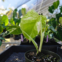 Load image into Gallery viewer, Monstera Borsigiana Albo Deliciosa, Exact Plant Variegated Ships Nationwide
