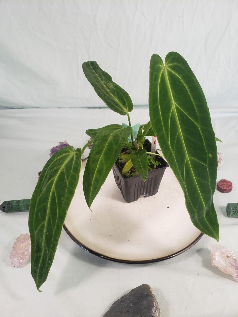 Sport-variegated Warocqueanum, Exact Plant, Anthurium