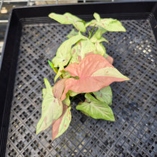 Load image into Gallery viewer, Syngonium Strawberry Milk, Exact Plant Variegated Ships Nationwide
