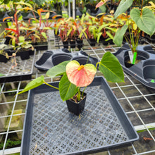 Load image into Gallery viewer, Anthurium Speckled Butterfly Shibori AFF, Exact Plant Variegated Ship Nationwide
