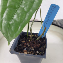 Load image into Gallery viewer, Anthurium Sp. Limon, Exact Plant Ships Nationwide
