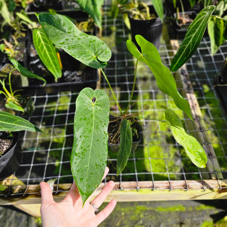 Anthurium Dolichostachyum , Exact Plant