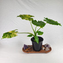 Load image into Gallery viewer, Alocasia Gageana Aurea, Exact Plant Variegated Large
