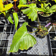 Load image into Gallery viewer, Philodendron Corsinianum, Exact Plant Ships Nationwide
