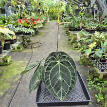 Load image into Gallery viewer, Anthurium Doc Block (Red Crystallinum) x Kunayalense exact plant, Fedex 2day*

