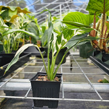 Load image into Gallery viewer, spathiphyllum galaxy, Exact Plant Variegated Ships Nationwide
