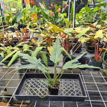 Load image into Gallery viewer, Philodendron Orchid Jungle, Exact Plant Ships Nationwide
