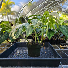 Load image into Gallery viewer, Monstera Borsigiana Albo Deliciosa, Exact Plant Variegated Ships Nationwide
