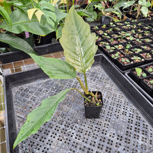 Load image into Gallery viewer, Philodendron Pluto Caramel Marble, Exact Plant Ships Nationwide
