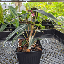 Load image into Gallery viewer, Alocasia 'Bambino Arrow' pink, Exact Plant Ships Nationwide
