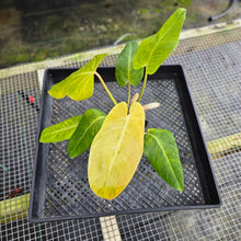 Load image into Gallery viewer, Philodendron Goldiana, Exact Plant Ships Nationwide
