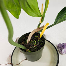 Load image into Gallery viewer, Philodendron Jerry Horne, Exact Plant Large
