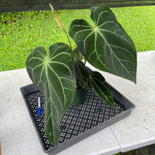 Load image into Gallery viewer, Anthurium Magnificum X AFF noid, exact plant, Fedex 2day*
