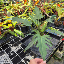 Load image into Gallery viewer, Philodendron Orchid Jungle, Exact Plant Ships Nationwide
