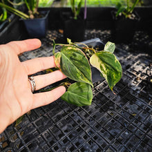 Load image into Gallery viewer, Philodendron Hederaceum Micans Aurea, Exact Plant Variegated Ships Nationwide

