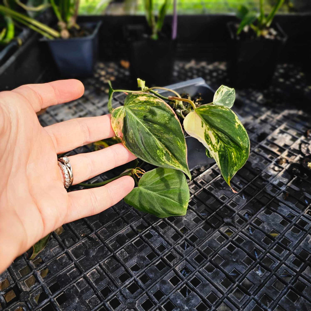Philodendron Hederaceum Micans Aurea, Exact Plant Variegated Ships Nationwide